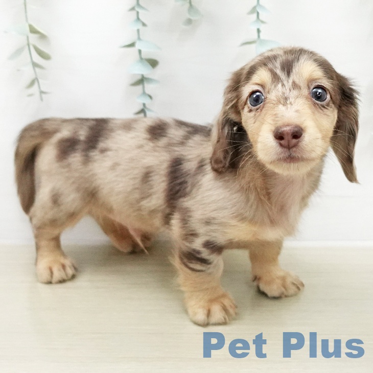 千葉県のミニチュアダックスフンド(ロング) (ペットプラス 幕張新都心店/2025年12月27日生まれ/男の子/チョコレートダップル)の子犬の2枚目の画像