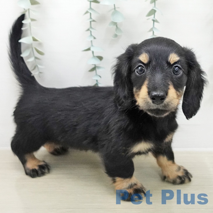 ミニチュア・ダックスフンドの写真2