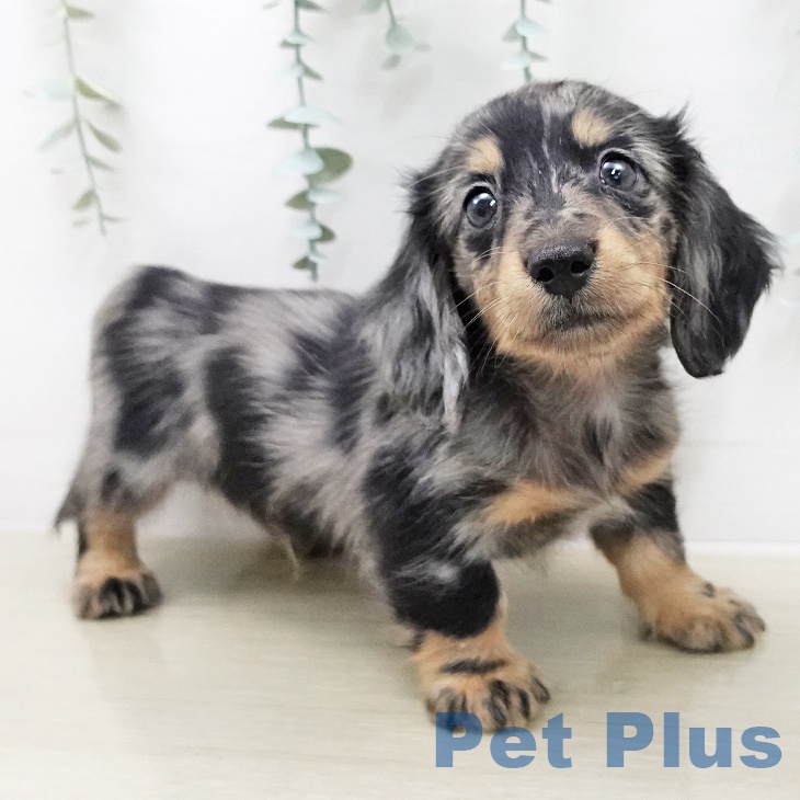 東京都のミニチュアダックスフンド(ロング) (ペットプラス むさし村山店/2025年12月27日生まれ/男の子/シルバーダップル)の子犬の1枚目の画像