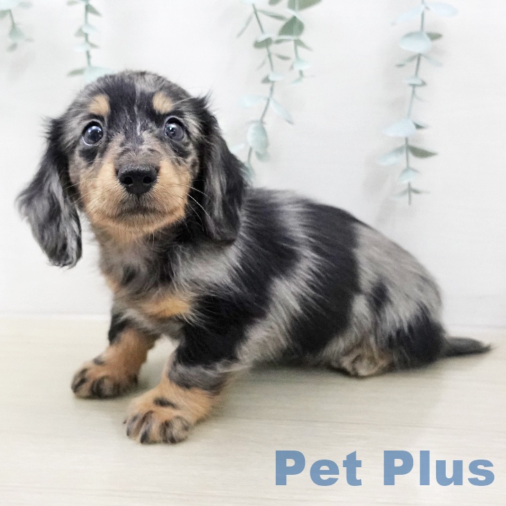 東京都のミニチュアダックスフンド(ロング) (ペットプラス むさし村山店/2025年12月27日生まれ/男の子/シルバーダップル)の子犬の2枚目の画像