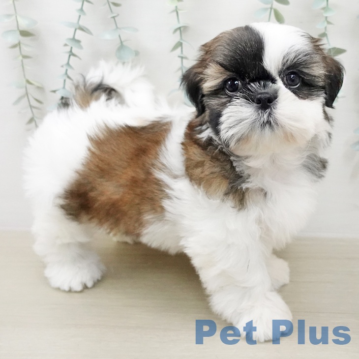 埼玉県のシーズー (ペットプラス 八潮店/2025年12月25日生まれ/女の子/ホワイトゴールド)の子犬の1枚目の画像