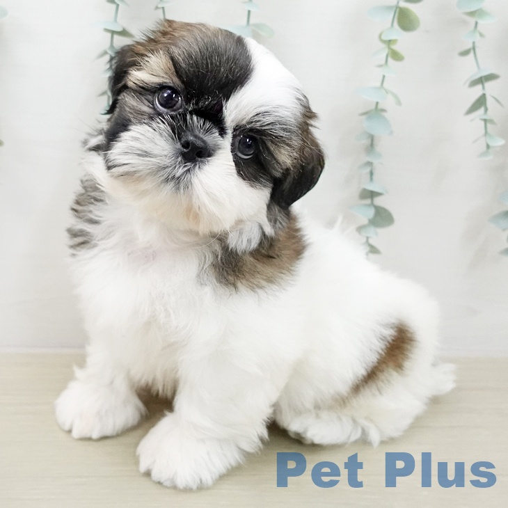 埼玉県のシーズー (ペットプラス 八潮店/2025年12月25日生まれ/女の子/ホワイトゴールド)の子犬の2枚目の画像