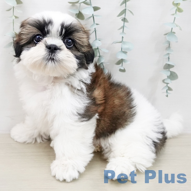 シー・ズーの写真2