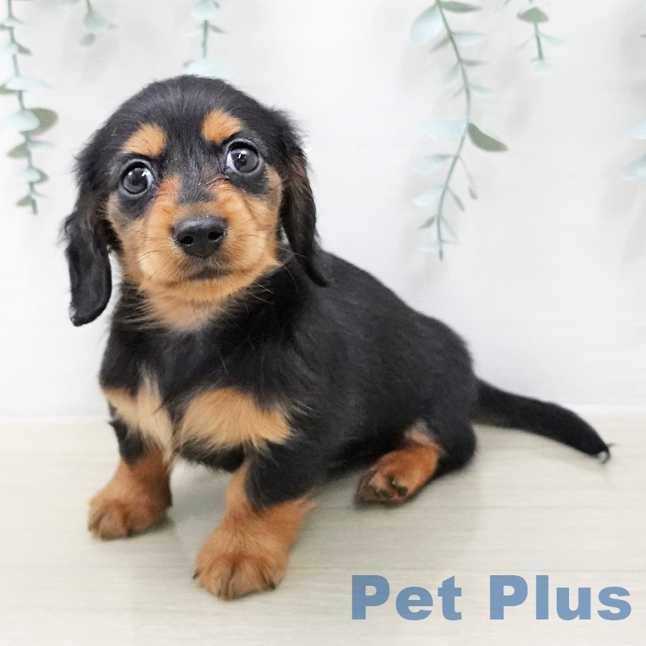 カニーンヘン・ダックスフンド