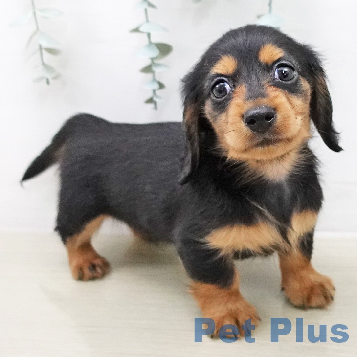 カニーンヘン・ダックスフンドの写真2