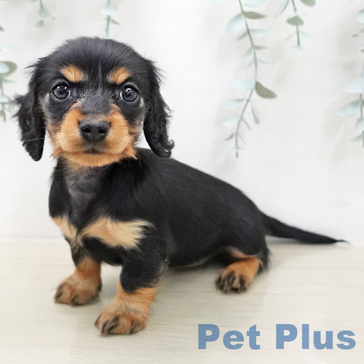 カニーンヘン・ダックスフンド