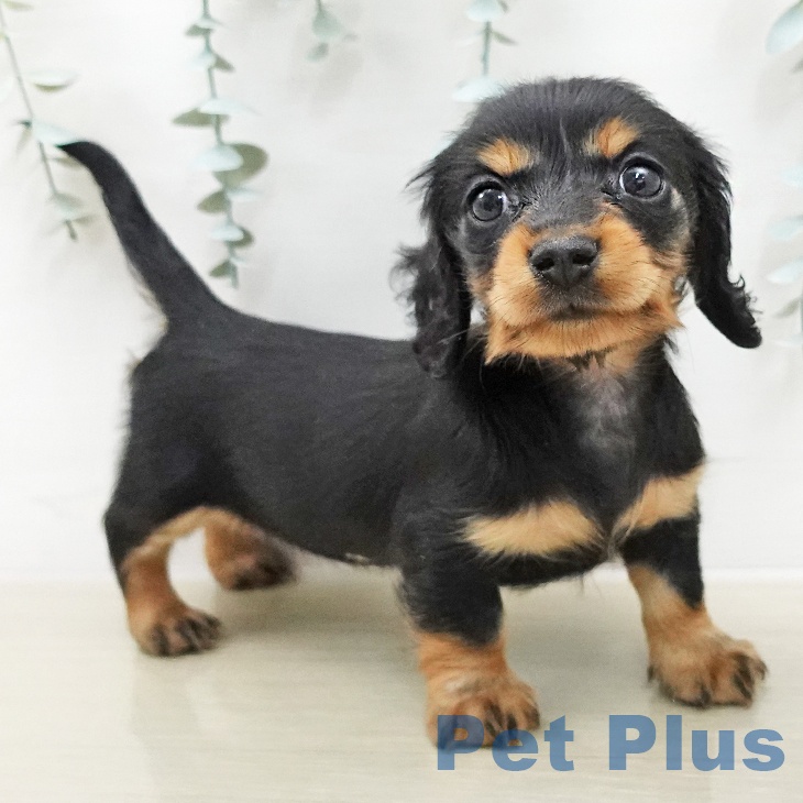 カニーンヘン・ダックスフンドの写真2