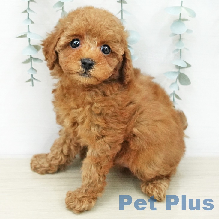 トイ・プードル