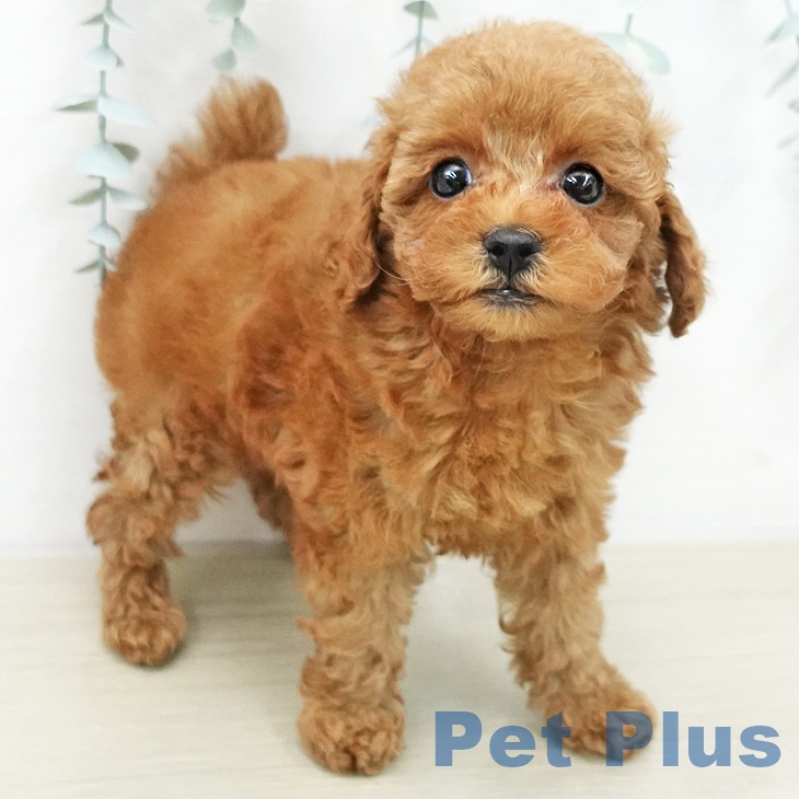 トイ・プードルの写真2