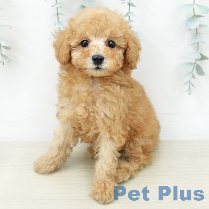 トイ・プードル