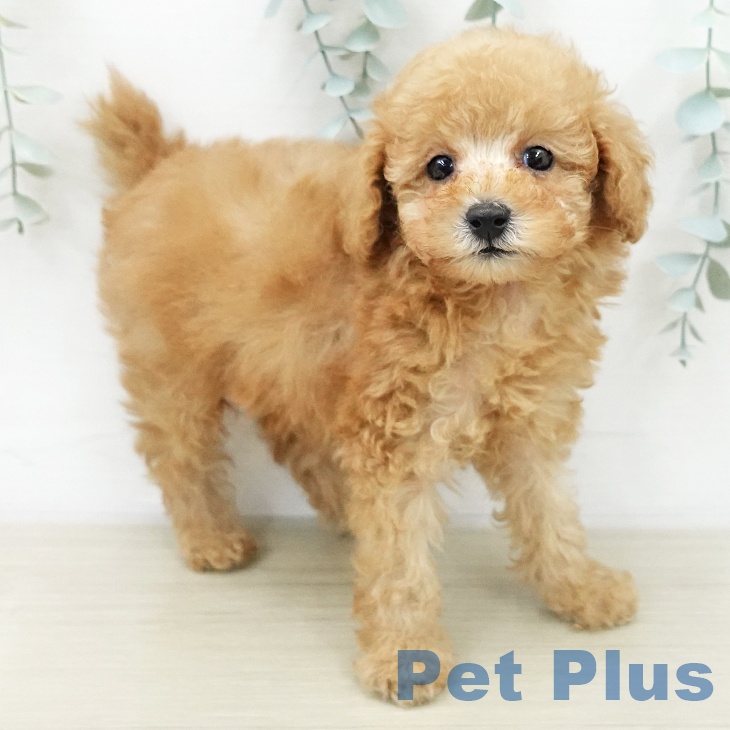 トイ・プードルの写真2