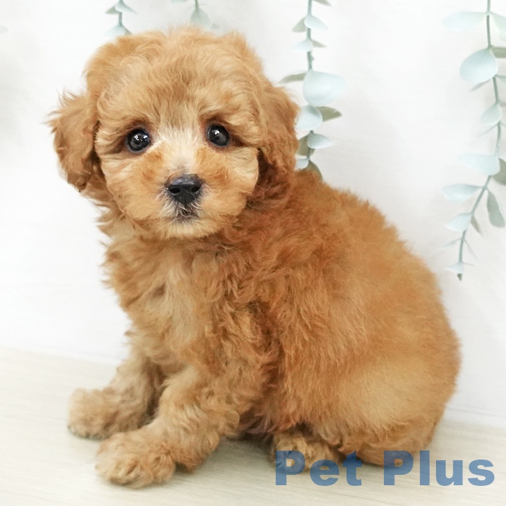 トイ・プードル