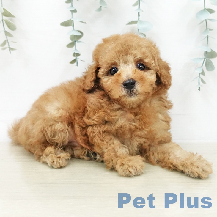 トイ・プードルの写真2