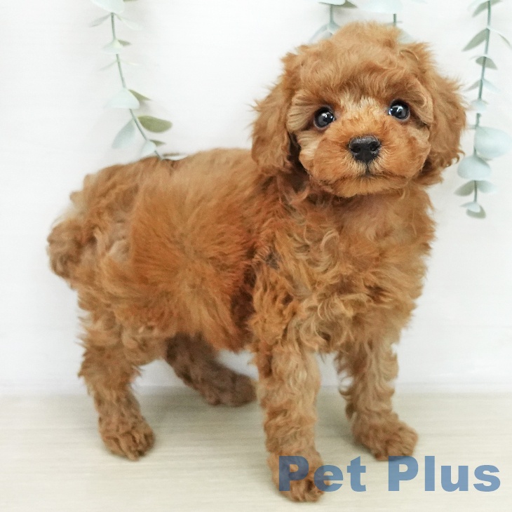 トイ・プードルの写真2