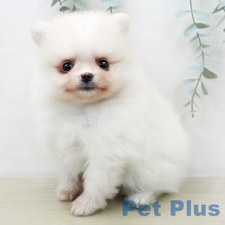 千葉県のポメラニアン (ペットプラス 船橋店/2025年12月23日生まれ/女の子/クリーム)の子犬の1枚目の画像