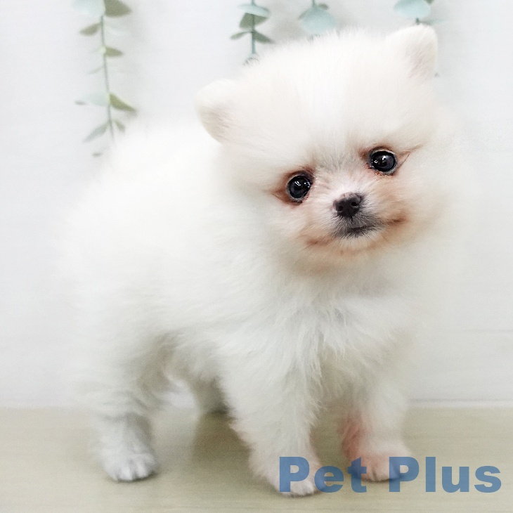 千葉県のポメラニアン (ペットプラス 船橋店/2025年12月23日生まれ/女の子/クリーム)の子犬の2枚目の画像
