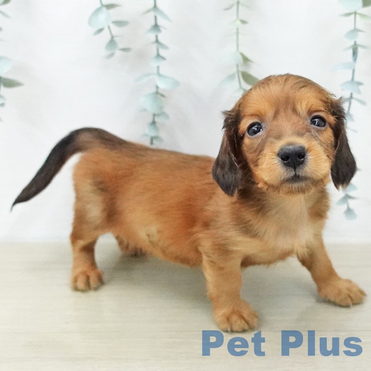 ミニチュア・ダックスフンドの写真2