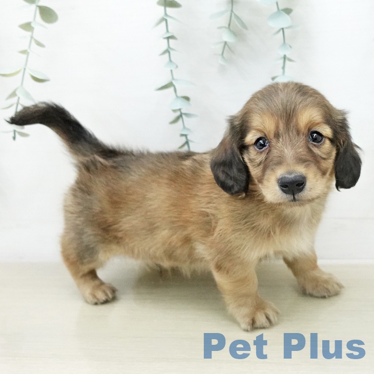 ミニチュア・ダックスフンドの写真2