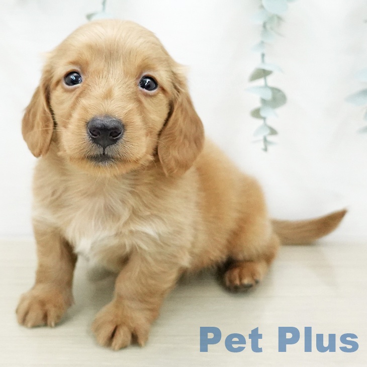 ミニチュア・ダックスフンド