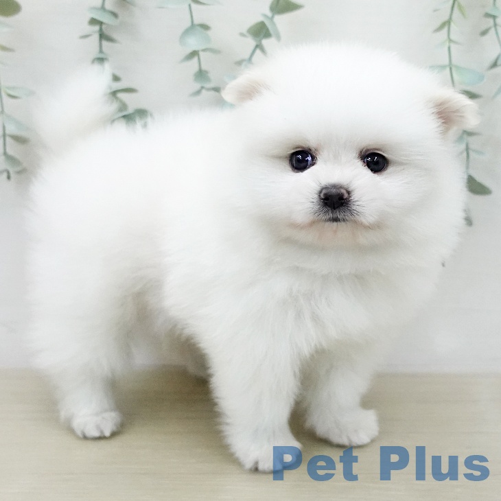 ポメラニアンの写真2