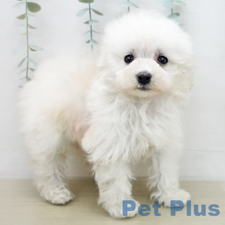 トイ・プードル