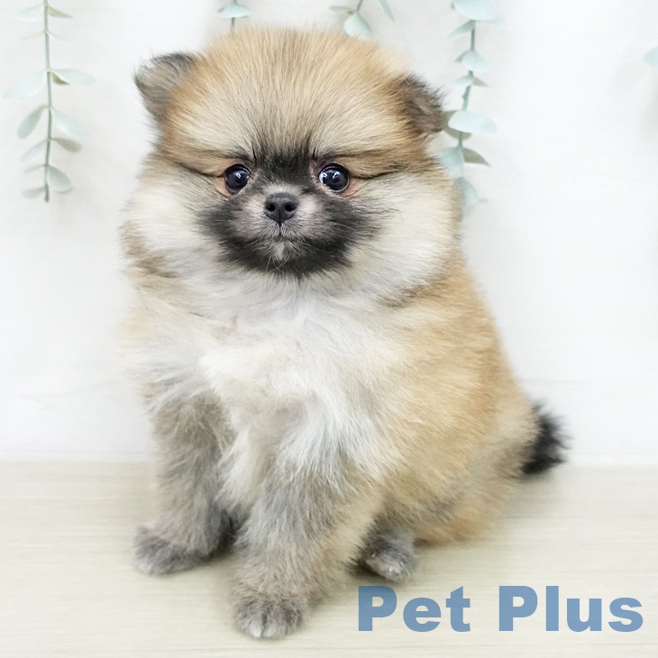 埼玉県のポメラニアン (ペットプラス 浦和美園店/2025年12月26日生まれ/女の子/オレンジ)の子犬の1枚目の画像