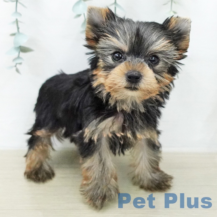 ヨークシャー・テリア