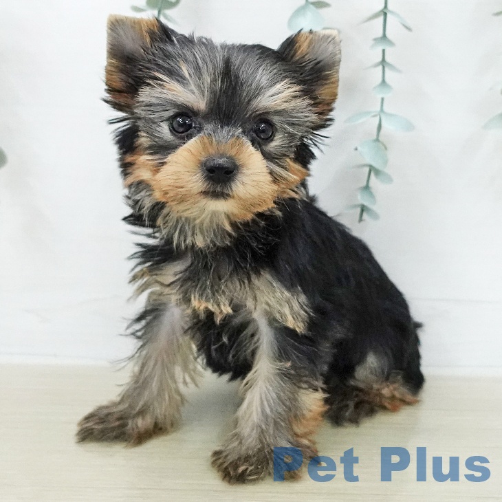 ヨークシャー・テリアの写真2