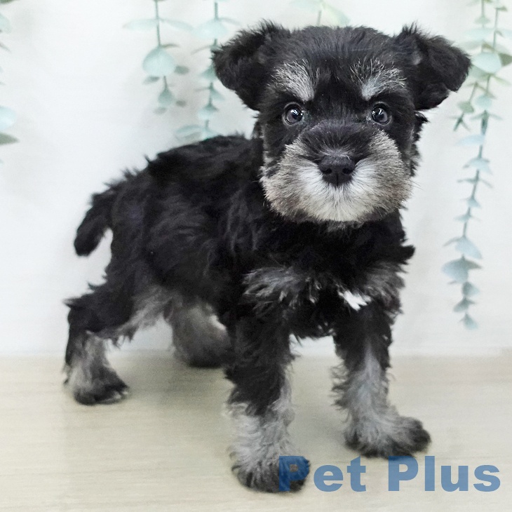 ミニチュア・シュナウザーの写真2