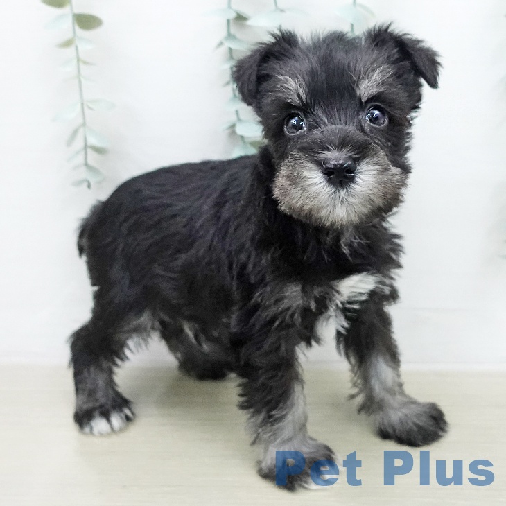 長野県のミニチュアシュナウザー (ペットプラス 須坂店/2025年12月30日生まれ/男の子/ブラックシルバー)の子犬の1枚目の画像
