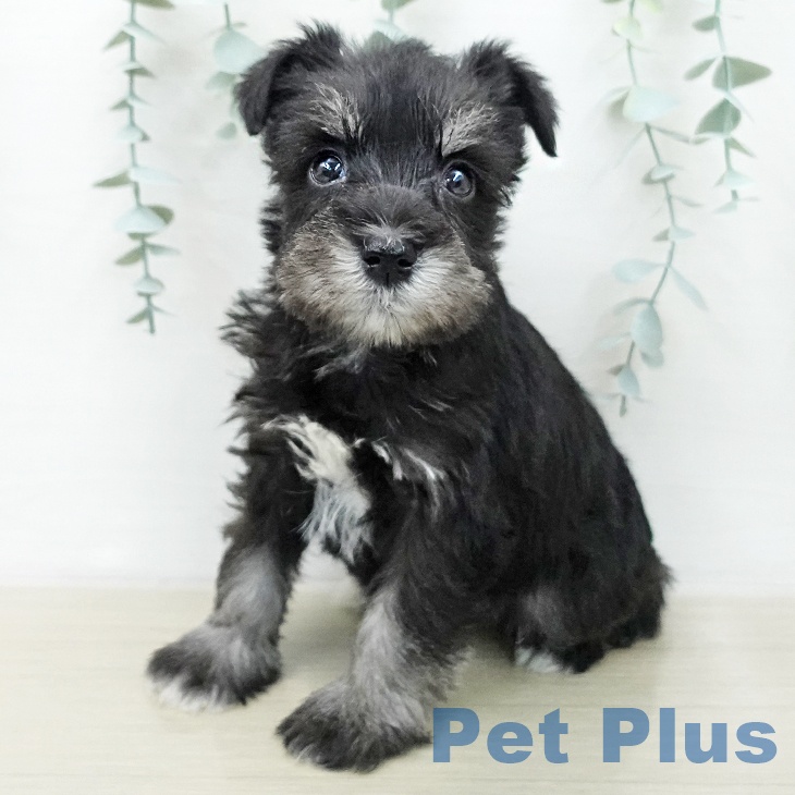 長野県のミニチュアシュナウザー (ペットプラス 須坂店/2025年12月30日生まれ/男の子/ブラックシルバー)の子犬の2枚目の画像