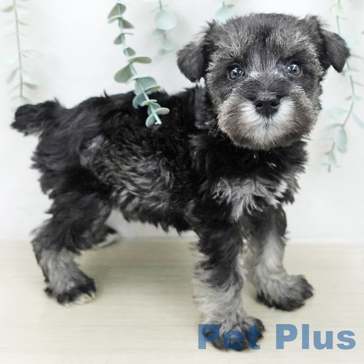 神奈川県のミニチュアシュナウザー (ペットプラス 川崎ルフロン店/2025年12月30日生まれ/男の子/ソルトペッパー)の子犬の1枚目の画像