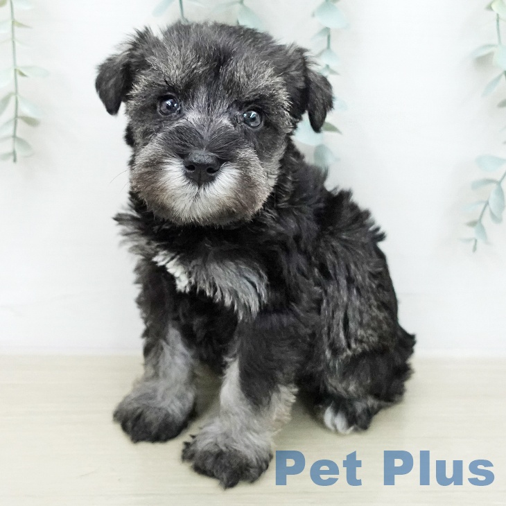 神奈川県のミニチュアシュナウザー (ペットプラス 川崎ルフロン店/2025年12月30日生まれ/男の子/ソルトペッパー)の子犬の2枚目の画像