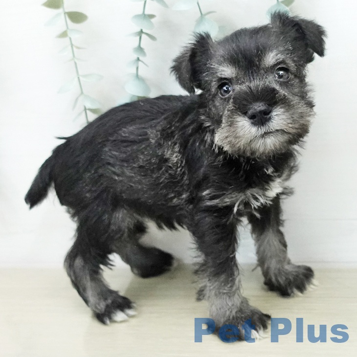 ミニチュア・シュナウザー