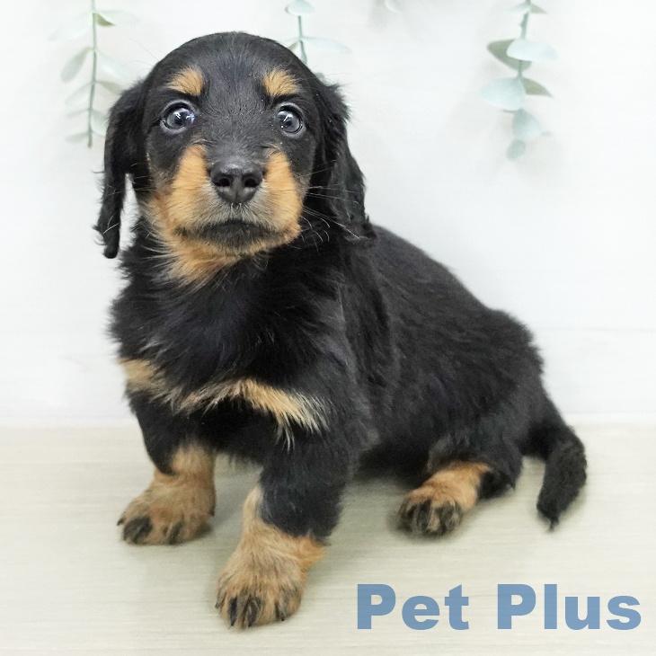 宮城県のミニチュアダックスフンド(ロング) (ペットプラス 名取店/2025年12月29日生まれ/男の子/ブラックタン)の子犬の1枚目の画像