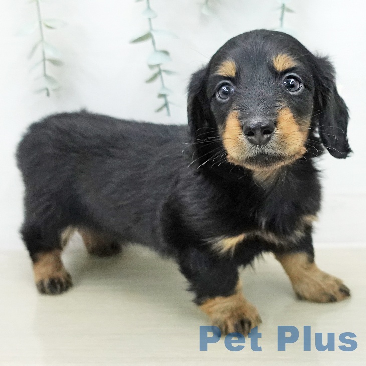 宮城県のミニチュアダックスフンド(ロング) (ペットプラス 名取店/2025年12月29日生まれ/男の子/ブラックタン)の子犬の2枚目の画像