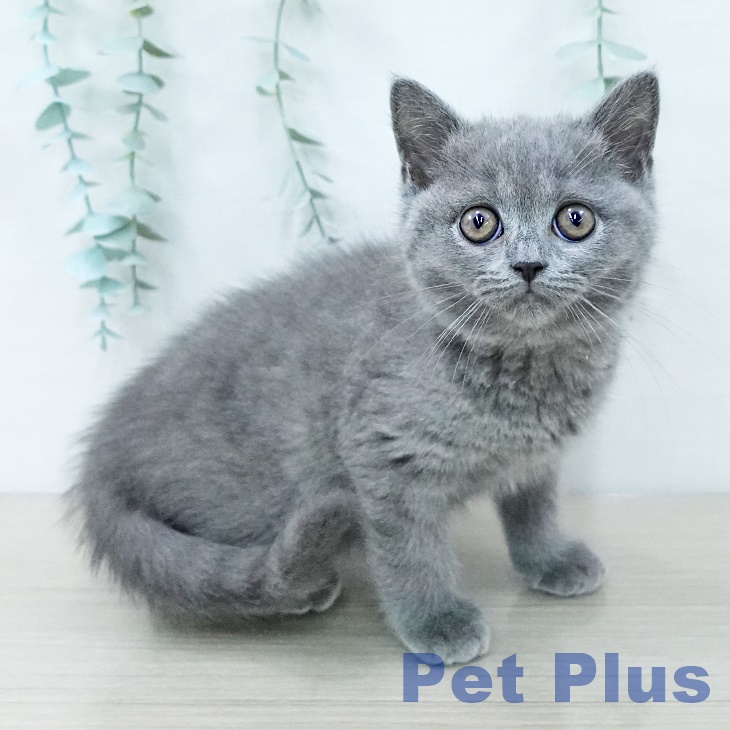 ブリティッシュショートヘア