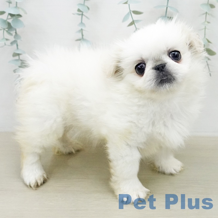 ペキニーズの写真2