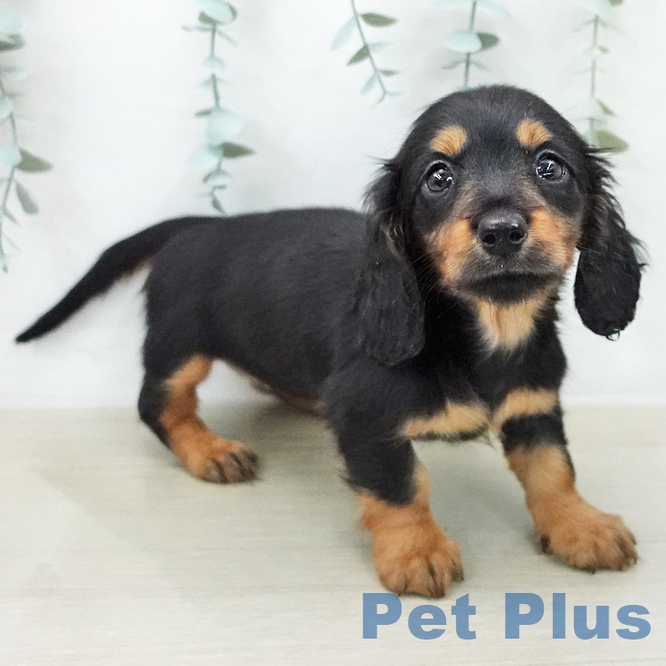 ミニチュア・ダックスフンド