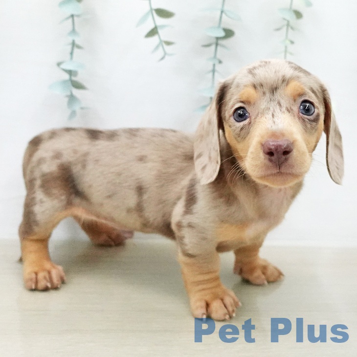 ミニチュア・ダックスフンド