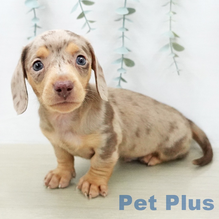 ミニチュア・ダックスフンドの写真2