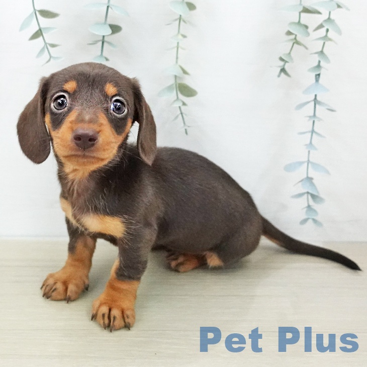 ミニチュア・ダックスフンド