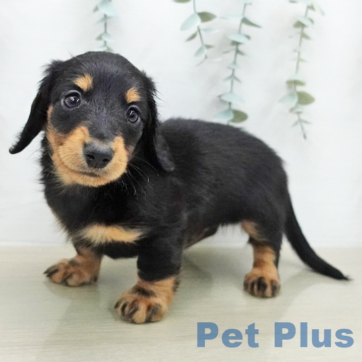 ミニチュア・ダックスフンド