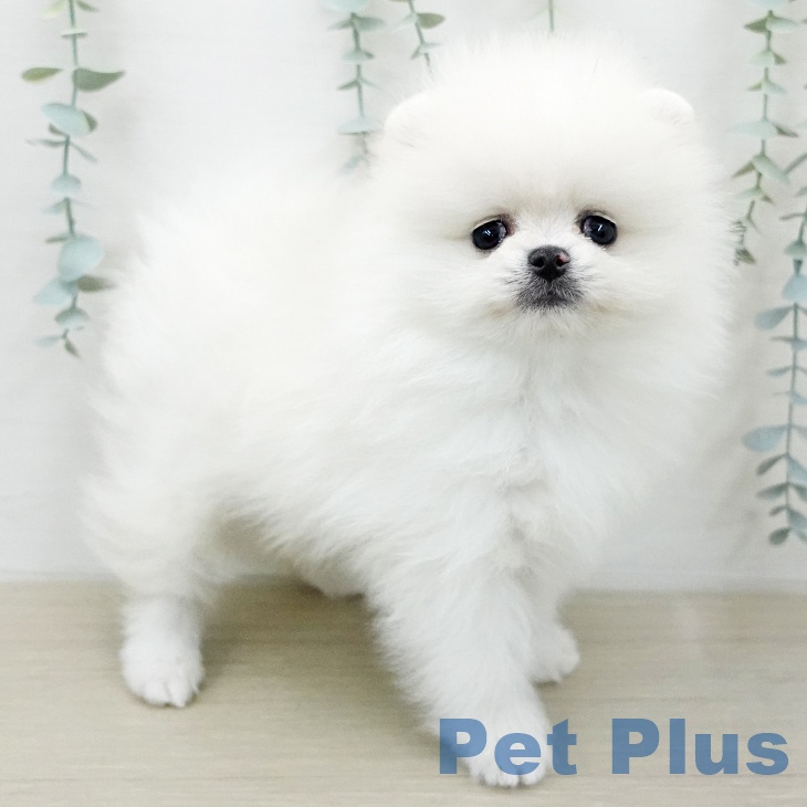 ポメラニアンの写真2