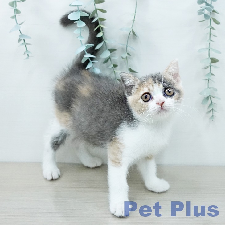 ブリティッシュショートヘア