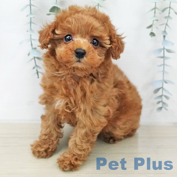 千葉県のトイプードル(トイ) (ペッツワン 千葉ニュータウン店/2025年12月20日生まれ/女の子/レッドフォーン)の子犬の1枚目の画像