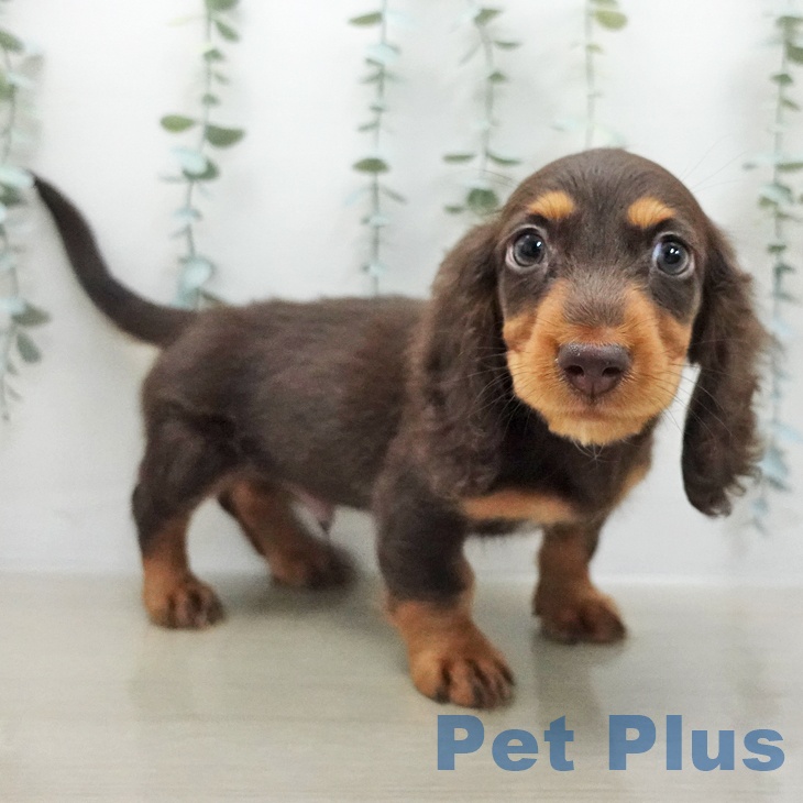 ミニチュア・ダックスフンド