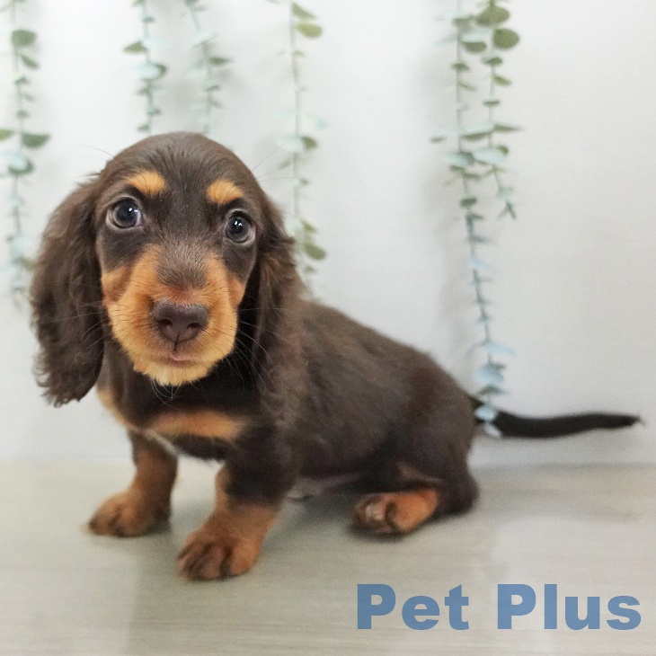 ミニチュア・ダックスフンド