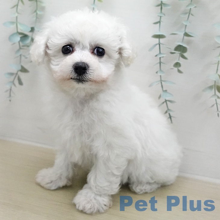 ビション・フリーゼ