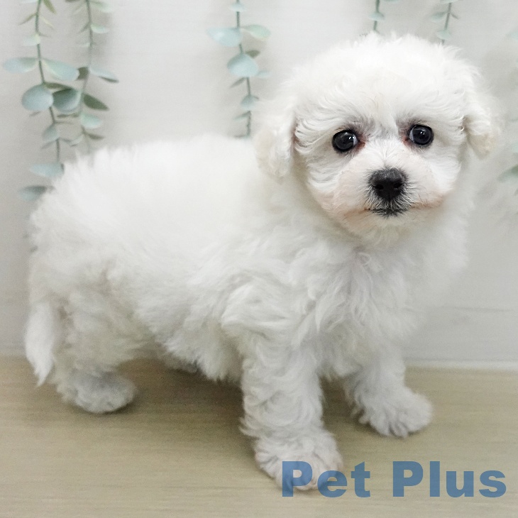 ビション・フリーゼ